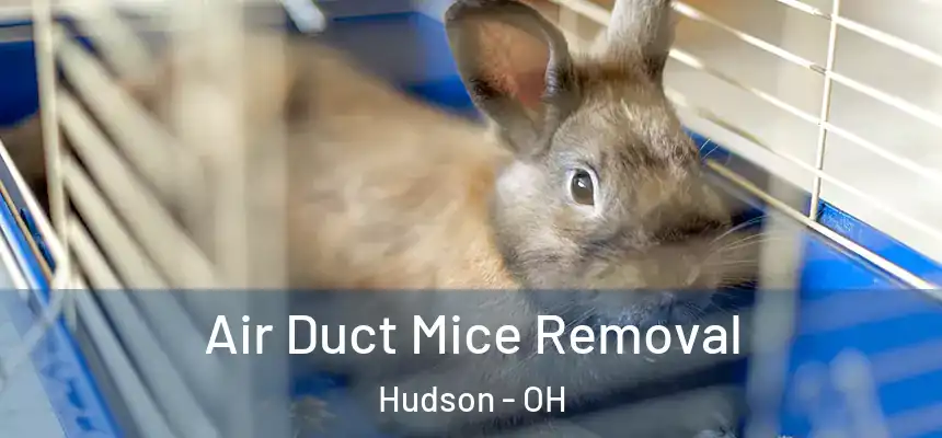  Air Duct Mice Removal Hudson - OH
